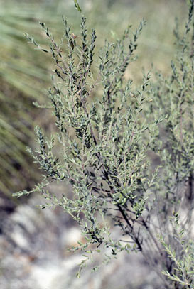 APII jpeg image of Daviesia filipes subsp. filipes  © contact APII