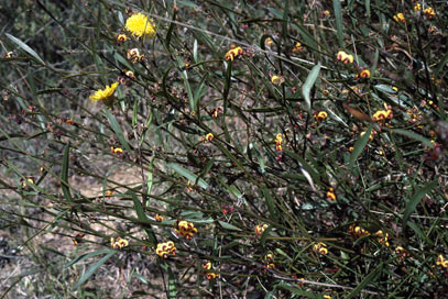 APII jpeg image of Daviesia alata x latifolia  © contact APII