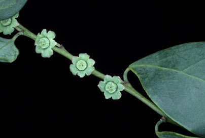 APII jpeg image of Breynia oblongifolia  © contact APII
