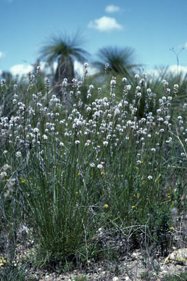 APII jpeg image of Conospermum huegelii  © contact APII