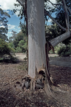 APII jpeg image of Eucalyptus saligna  © contact APII