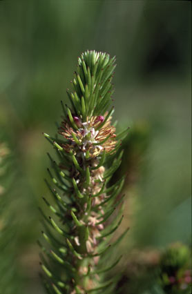 APII jpeg image of Myriophyllum crispatum  © contact APII