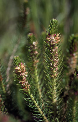 APII jpeg image of Myriophyllum crispatum  © contact APII