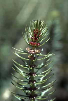 APII jpeg image of Myriophyllum crispatum  © contact APII