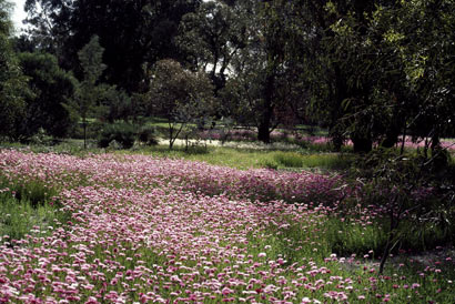 APII jpeg image of Rhodanthe chlorocephala subsp. rosea  © contact APII