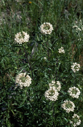 APII jpeg image of Collomia grandiflora  © contact APII