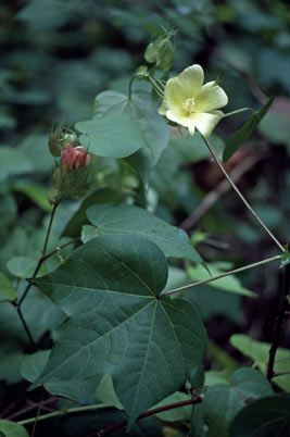 APII jpeg image of Gossypium hirsutum  © contact APII