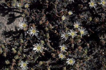 APII jpeg image of Mesembryanthemum nodiflorum  © contact APII