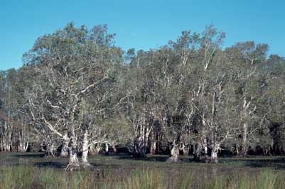 APII jpeg image of Melaleuca quinquenervia  © contact APII