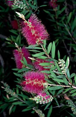 APII jpeg image of Callistemon citrinus 'Mauve Mist'  © contact APII