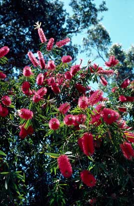 APII jpeg image of Callistemon 'Harkness'  © contact APII