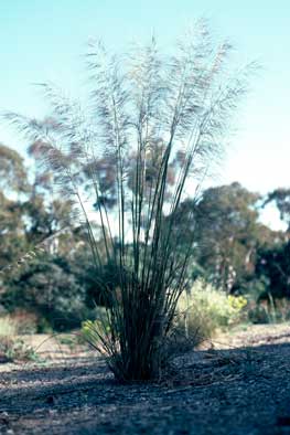 APII jpeg image of Austrostipa mollis  © contact APII