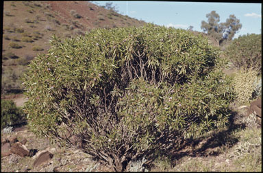 APII jpeg image of Eremophila freelingii  © contact APII