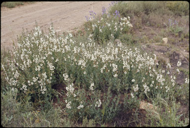 APII jpeg image of Goodenia albiflora  © contact APII