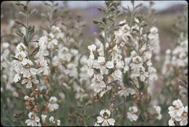 APII jpeg image of Goodenia albiflora  © contact APII