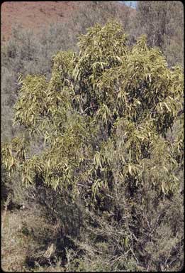 APII jpeg image of Santalum acuminatum  © contact APII
