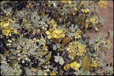 APII jpeg image of Senna artemisioides subsp. x sturtii  © contact APII