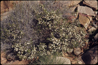 APII jpeg image of Philotheca angustifolius subsp. angustifolius  © contact APII