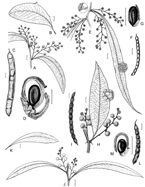 APII jpeg image of Acacia holotricha,<br/>Acacia bancroftiorum,<br/>Acacia falcata,<br/>Acacia macradenia  © contact APII