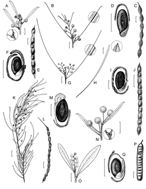 APII jpeg image of Acacia subulata,<br/>Acacia calamifolia,<br/>Acacia notabilis,<br/>Acacia nematophylla  © contact APII