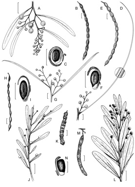 APII jpeg image of Acacia araneosa,<br/>Acacia cretacea,<br/>Acacia gillii,<br/>Acacia rivalis  © contact APII
