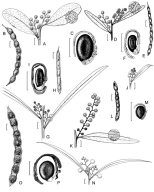 APII jpeg image of Acacia retinodes var. uncifolia,<br/>Acacia validinervia,<br/>Acacia steedmanii,<br/>Acacia retinodes var. retinodes,<br/>Acacia confluens  © contact APII