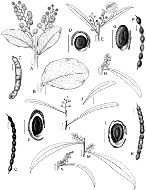 APII jpeg image of Acacia jennerae,<br/>Acacia microbotrya,<br/>Acacia sp. D,<br/>Acacia amblyophylla  © contact APII