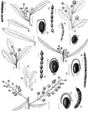 APII jpeg image of Acacia leichhardtii,<br/>Acacia merrickiae,<br/>Acacia gladiiformis,<br/>Acacia meisneri,<br/>Acacia leptopetala  © contact APII