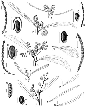 APII jpeg image of Acacia hamiltoniana,<br/>Acacia williamsonii,<br/>Acacia pycnantha,<br/>Acacia hakeoides,<br/>Acacia difformis  © contact APII