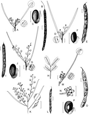 APII jpeg image of Acacia floydii,<br/>Acacia perangusta,<br/>Acacia adunca,<br/>Acacia betchei,<br/>Acacia acrionastes  © contact APII