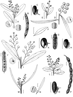 APII jpeg image of Acacia everistii,<br/>Acacia semirigida,<br/>Acacia kybeanensis,<br/>Acacia prominens,<br/>Acacia jucunda  © contact APII