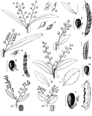 APII jpeg image of Acacia kettlewelliae,<br/>Acacia pataczekii,<br/>Acacia uncifera,<br/>Acacia podalyriifolia  © contact APII