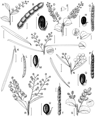 APII jpeg image of Acacia pravissima,<br/>Acacia linifolia,<br/>Acacia boormanii,<br/>Acacia cultriformis,<br/>Acacia vestita  © contact APII