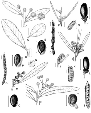 APII jpeg image of Acacia argyrophylla,<br/>Acacia subcaerulea,<br/>Acacia beckleri,<br/>Acacia iteaphylla,<br/>Acacia pruinocarpa,<br/>Acacia suaveolens  © contact APII