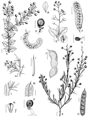 APII jpeg image of Acacia chartacea,<br/>Acacia ryaniana,<br/>Acacia pickardii,<br/>Acacia cuspidifolia  © contact APII