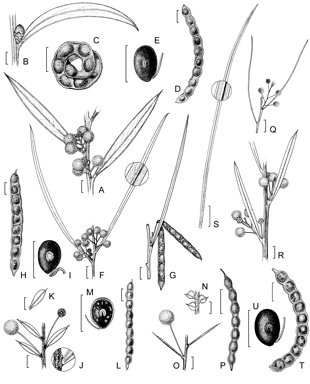 APII jpeg image of Acacia prainii,<br/>Acacia hemiteles,<br/>Acacia anthochaera,<br/>Acacia maitlandii  © contact APII