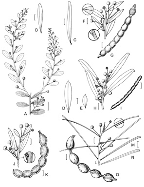 APII jpeg image of Acacia sclerosperma subsp. glaucescens,<br/>Acacia sclerosperma subsp. sclerosperma,<br/>Acacia ligulata,<br/>Acacia bivenosa,<br/>Acacia tysonii  © contact APII