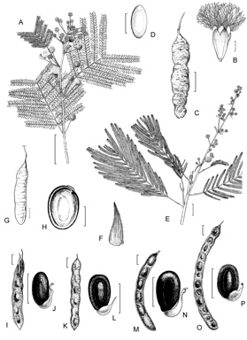APII jpeg image of Acacia pruinosa,<br/>Acacia debilis,<br/>Acacia latisepala,<br/>Acacia blayana,<br/>Senegalia kerrii,<br/>Acacia albizioides  © contact APII