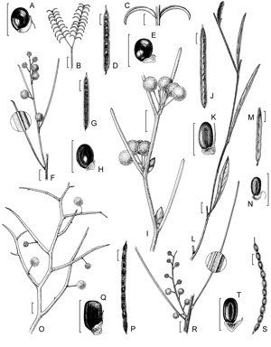APII jpeg image of Acacia extensa,<br/>Acacia aphylla,<br/>Acacia insolita subsp. insolita,<br/>Acacia insolita subsp. efoliolata,<br/>Acacia insolita subsp. recurva,<br/>Acacia squamata,<br/>Acacia anomala  © contact APII