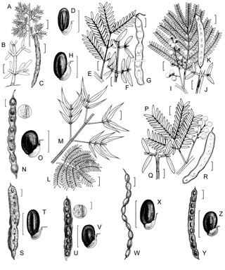 APII jpeg image of Acacia spectabilis,<br/>Acacia glaucocarpa,<br/>Acacia chinchillensis,<br/>Acacia cangaiensis,<br/>Acacia schinoides,<br/>Acacia elata,<br/>Acacia terminalis,<br/>Acacia polybotrya  © contact APII