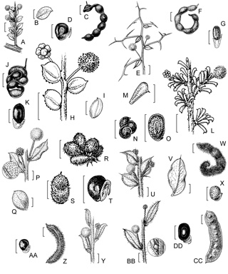 APII jpeg image of Acacia improcera,<br/>Acacia jacksonioides,<br/>Acacia sorophylla,<br/>Acacia gregorii,<br/>Acacia idiomorpha,<br/>Acacia crispula,<br/>Acacia brachyclada,<br/>Acacia crassistipula  © contact APII