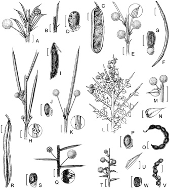 APII jpeg image of Acacia acutata,<br/>Acacia intricata,<br/>Acacia hystrix subsp. continua,<br/>Acacia hystrix subsp. hystrix,<br/>Acacia auronitens,<br/>Acacia teretifolia,<br/>Acacia quadrisulcata  © contact APII