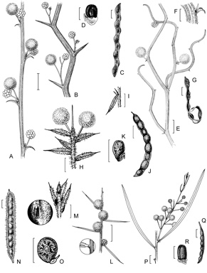 APII jpeg image of Acacia daviesioides,<br/>Acacia dentifera,<br/>Acacia erioclada,<br/>Acacia cerastes,<br/>Acacia sessilis  © contact APII