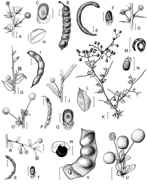 APII jpeg image of Acacia truculenta,<br/>Acacia adinophylla,<br/>Acacia rendlei,<br/>Acacia lullfitziorum,<br/>Acacia botrydion,<br/>Acacia semicircinalis,<br/>Acacia nodiflora  © contact APII