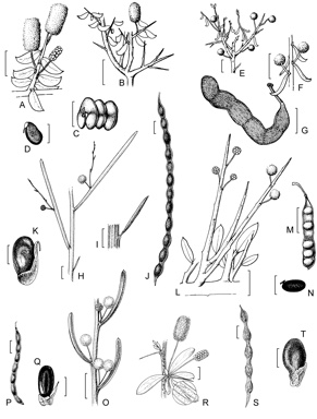 APII jpeg image of Acacia imitans,<br/>Acacia diminuta,<br/>Acacia exocarpoides,<br/>Acacia gonophylla,<br/>Acacia kochii,<br/>Acacia deficiens  © contact APII