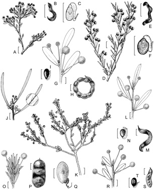 APII jpeg image of Acacia carnosula,<br/>Acacia crassuloides,<br/>Acacia profusa,<br/>Acacia saxatilis,<br/>Acacia evenulosa,<br/>Acacia blaxellii,<br/>Acacia diaphana,<br/>Acacia binata  © contact APII