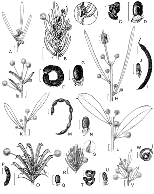 APII jpeg image of Acacia pusilla,<br/>Acacia poliochroa,<br/>Acacia halliana,<br/>Acacia euthyphylla,<br/>Acacia rhamphophylla,<br/>Acacia quinquenervia,<br/>Acacia lachnophylla  © contact APII