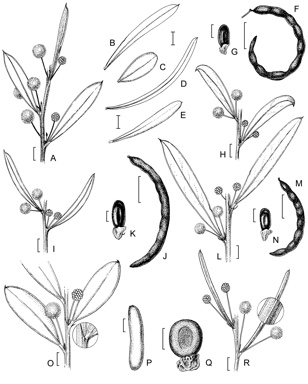 APII jpeg image of Acacia dermatophylla,<br/>Acacia mutabilis subsp. incurva,<br/>Acacia mutabilis subsp. stipulifera,<br/>Acacia mutabilis subsp. mutabilis,<br/>Acacia mutabilis subsp. angustifolia  © contact APII