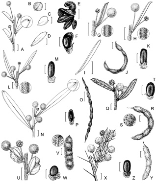 APII jpeg image of Acacia acinacea,<br/>Acacia microcarpa,<br/>Acacia flexifolia,<br/>Acacia aspera,<br/>Acacia lineata,<br/>Acacia glandulicarpa,<br/>Acacia paradoxa  © contact APII