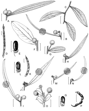 APII jpeg image of Acacia leprosa,<br/>Acacia rhetinocarpa,<br/>Acacia verniciflua  © contact APII